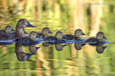 Common Pochard