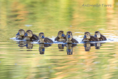 Common Pochard