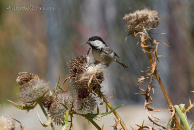 Willow Tit