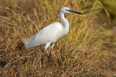 Little Egret