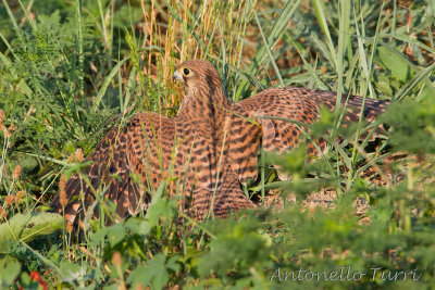 Common Kestrel