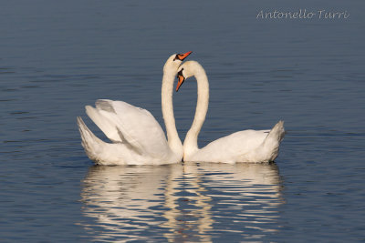 Mute Swan
