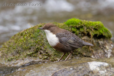 White-throated Dipper