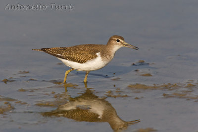 Common Sandpiper