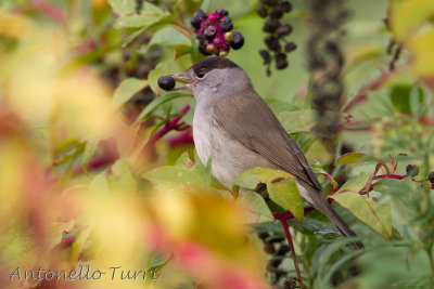Blackcap