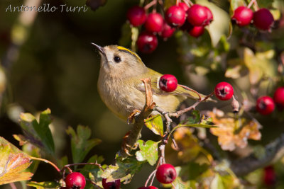 Goldcrest