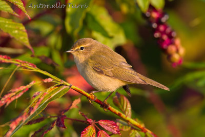 Common Chiffchaff