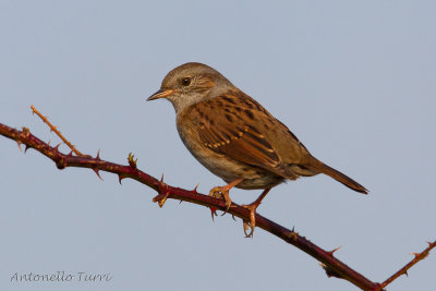 Dunnock