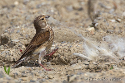 Linnet