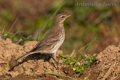 Water Pipit