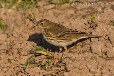 Meadow Pipit