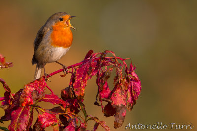 European Robin