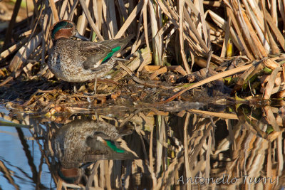 Eurasian Teal