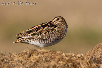 Common Snipe