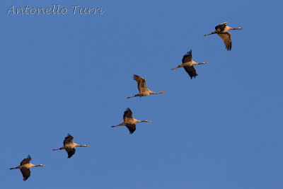 Common Crane