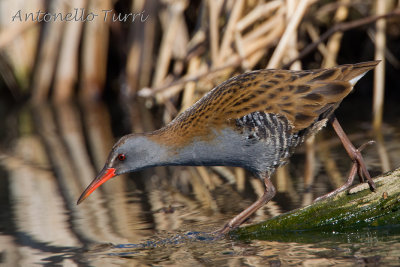 Water Rail
