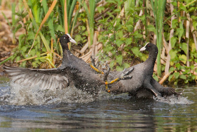 Eurasian Coot