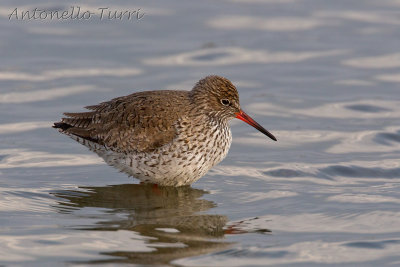 Common Redshank