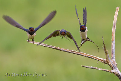 Barn Swallow