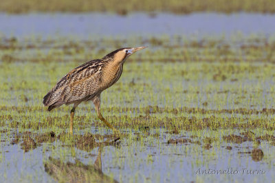 Eurasian Bittern
