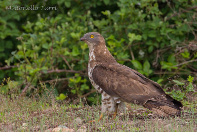 European Honey Buzzard