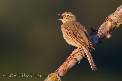 Tawny Pipit
