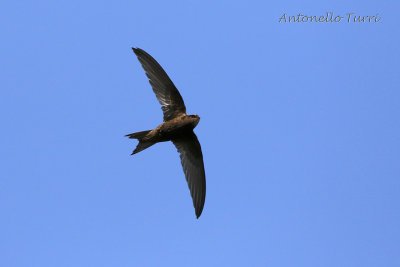 Common Swift