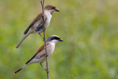 Red-backed Shrike