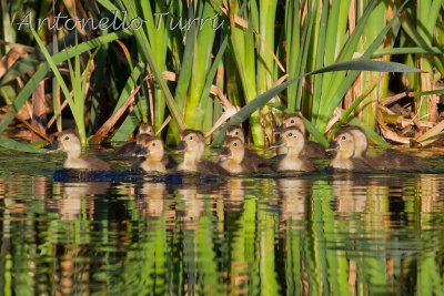 Ferruginous Duck