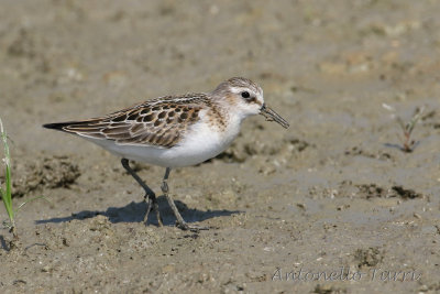 Little Stint