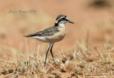 Kittlitz's Plover  