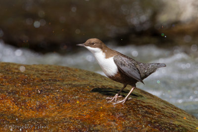 White-throated Dipper