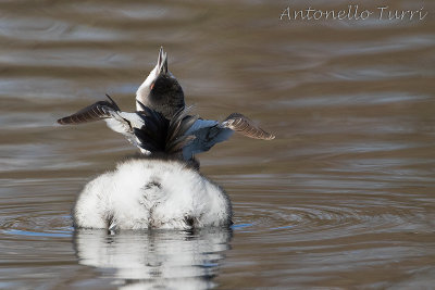 Black-necked Grebe