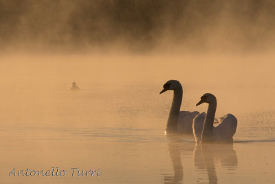 Mute Swan