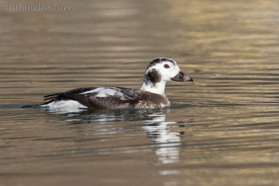 Long-tailed Duck