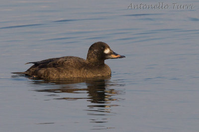 Velvet Scoter