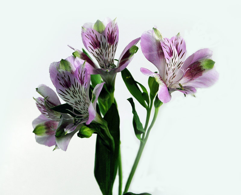 Flowers.jpg