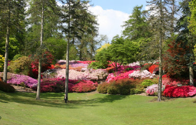 Azaleas.jpg