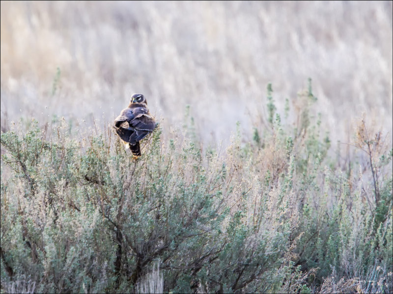 Harrier on a bush, Othello, WA