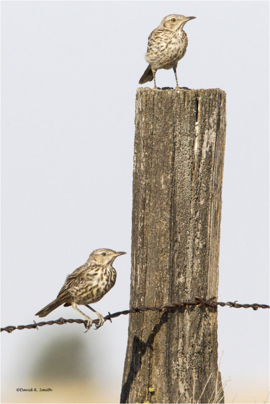 Sage Thrashers, Lincoln County, WA