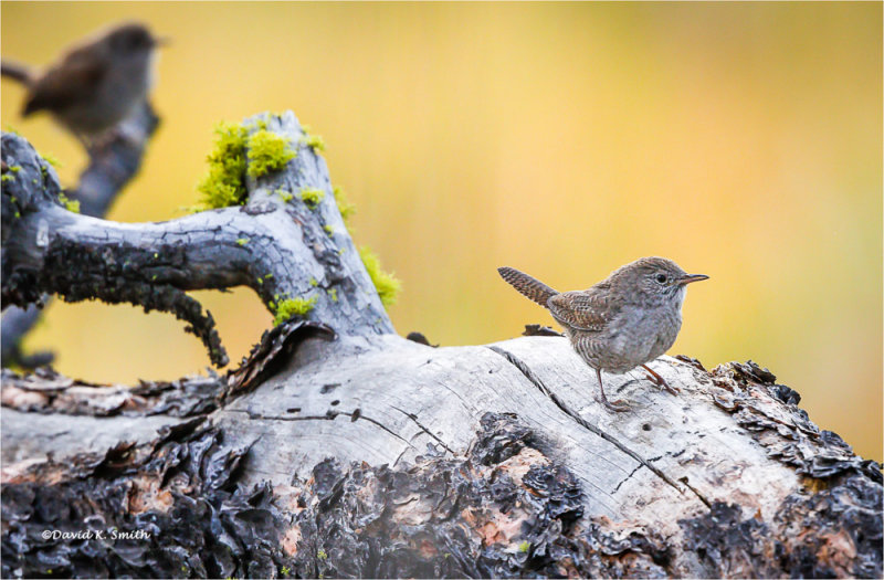 Two House Wrens, Lincoln County