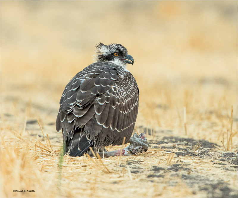 Juvenile Osprey, Lincoln County