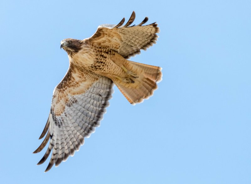 Red Tail Flight