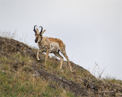 Male Antelope National Bison Range