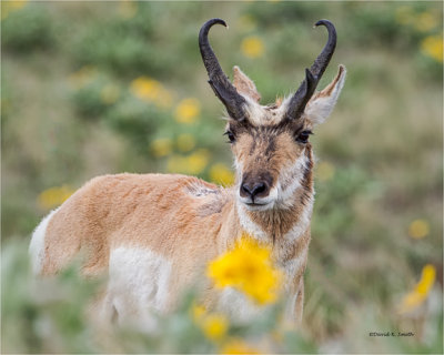 Male Antelope among the flowers, National Bison Range
