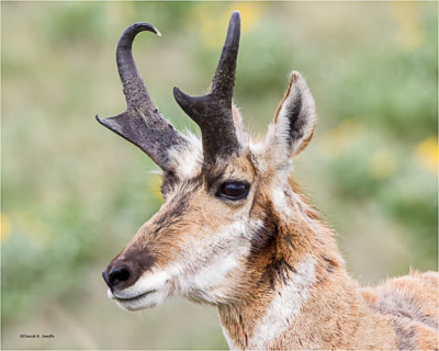 Prong-horned Antelope, National Bison Range