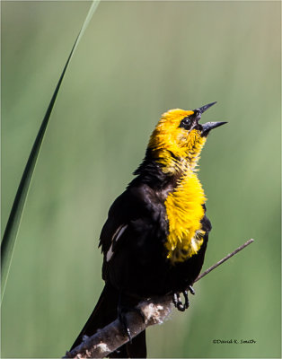 Yellow headed blackbird, Turnbull Wildlife Refuge