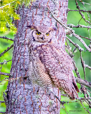 Great Horned Owl visited my back yard