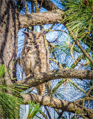 Great Horned Owl came back for another visit