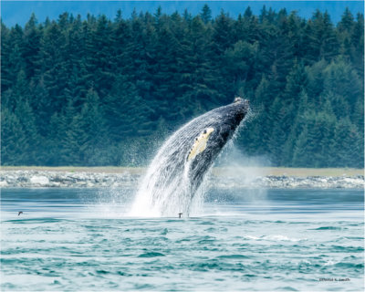 Humpback Whale Breech, Alaska